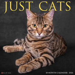 2026 Willow Creek Press Animals Monthly Wall Calendar, 12" x 12", Cats, January To December, 50613