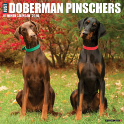 2026 Willow Creek Press Animals Monthly Wall Calendar, 12" x 12", Doberman Pinschers, January To December, 55397