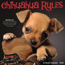 2026 Willow Creek Press Animals Monthly Wall Calendar, 12" x 12", Chihuahua Rules, January To December, 50682