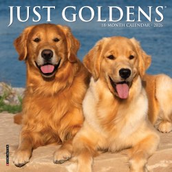2026 Willow Creek Press Monthly Mini Wall Calendar, 7" x 7", Just Goldens, January To December, 53607