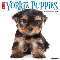 2025 Willow Creek Press Monthly Wall Calendar, 12" x 12", Yorkie Puppies, January 2025 to December 2025, 45541