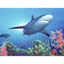 Biggies Landscape/Seascape Mural, 32" x 24", Unframed, Shark Reef