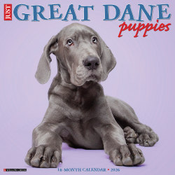 2026 Willow Creek Press Animals Monthly Wall Calendar, 12" x 12", Great Dane Puppies, January To December, 55441