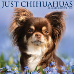 2025 Willow Creek Press Monthly Wall Calendar, 12" x 12", Chihuahuas, January 2025 to December 2025, 42328
