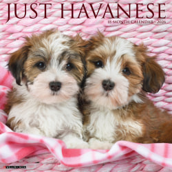 2026 Willow Creek Press Animals Monthly Wall Calendar, 12" x 12", Havanese, January To December, 51443