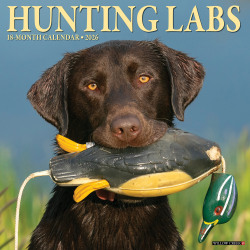 2026 Willow Creek Press Animals Monthly Wall Calendar, 12" x 12", Hunting Labs, January To December, 55458