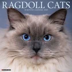 2025 Willow Creek Press Monthly Wall Calendar, 12" x 12", Ragdoll Cats, January 2025 to December 2025, 44612
