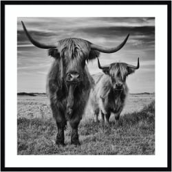 Amanti Art Highland Cow Couple by Stephane Pecqueux Wood Framed Wall Art Print, 33"H x 33"W, Black