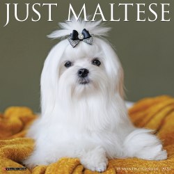 2026 Willow Creek Press Animals Monthly Wall Calendar, 12" x 12", Maltese, January To December, 51870