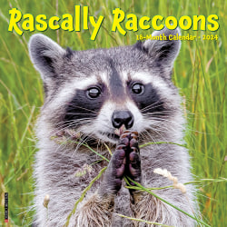 2024 Willow Creek Press Animals Monthly Wall Calendar, 12" x 12", Rascally Raccoons, January To December