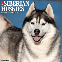 2025 Willow Creek Press Monthly Wall Calendar, 12" x 12", Siberian Huskies, January 2025 to December 2025, 44896