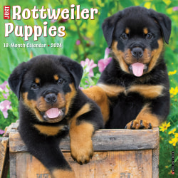 2024 Willow Creek Press Animals Monthly Wall Calendar, 12" x 12", Just Rottweiler Puppies, January To December