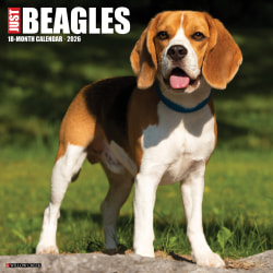 2026 Willow Creek Press Art & Design Monthly Wall Calendar, 12" x 12", Beagles, January To December, 50156