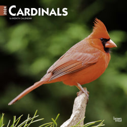 2024 Brown Trout Monthly Square Wall Calendar, 12" x 12", Cardinals, January To December