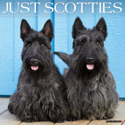 2025 Willow Creek Press Monthly Wall Calendar, 12" x 12", Scotties, January 2025 to December 2025, 44773