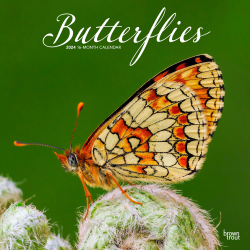 2024 Brown Trout Monthly Square Wall Calendar, 12" x 12", Butterflies, January To December