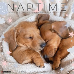 2026 Willow Creek Press Animals Monthly Wall Calendar, 12" x 12", Naptime: Dogs & Puppies on their Best Behavior, January To December, 52099