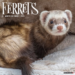 2026 Willow Creek Press Animals Monthly Wall Calendar, 12" x 12", Ferrets, January To December, 55434