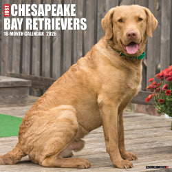 2026 Willow Creek Press Art & Design Monthly Wall Calendar, 12" x 12", Chesapeake Bay Retrievers, January To December, 50668