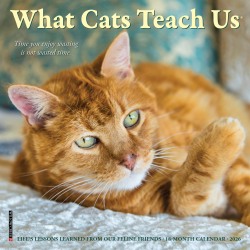 2026 Willow Creek Press Monthly Mini Wall Calendar, 7" x 7", What Cats Teach Us, January To December, 53829