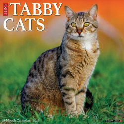 2026 Willow Creek Press Animals Monthly Wall Calendar, 12" x 12", Tabby Cats, January To December, 52938