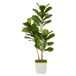 Nearly Natural Fiddle Leaf 66"H Artificial Tree With Metal Planter, 66"H x 24"W x 20"D, Green/White