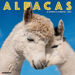 2026 Willow Creek Press Art & Design Monthly Wall Calendar, 12" x 12", Alpacas, January To December, 49792