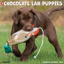 2026 Willow Creek Press Art & Design Monthly Wall Calendar, 12" x 12", Chocolate Lab Puppies, January To December, 55359