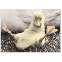 Viabella Blank Note Greeting Card, Duck, 5" x 7", Multicolor