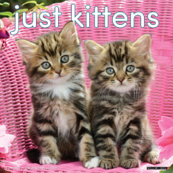 2026 Willow Creek Press Animals Monthly Wall Calendar, 12" x 12", Kittens, January To December, 51696