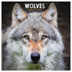2025 TF Publishing Monthly Wall Calendar, 12" x 12", Wolves, January 2025 To December 2025