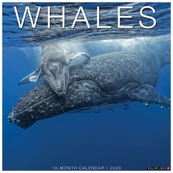 2026 Willow Creek Press Animals Monthly Wall Calendar, 12" x 12", Whales, January To December, 53140