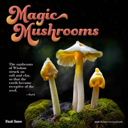 2024 Brush Dance Monthly Square Wall Calendar, 12" x 12", Magic Mushrooms, January To December