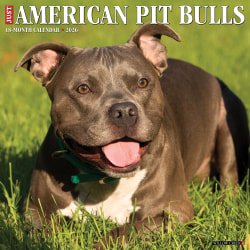 2026 Willow Creek Press Art & Design Monthly Wall Calendar, 12" x 12", American Pit Bull Terriers, January To December, 49846