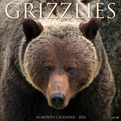 2026 Willow Creek Press Animals Monthly Wall Calendar, 12" x 12", Grizzlies, January To December, 51399