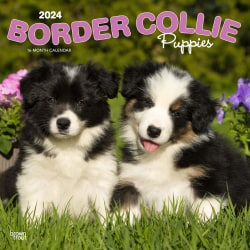 2024 Brown Trout Monthly Square Wall Calendar, 12" x 12", Border Collie Puppies, January To December