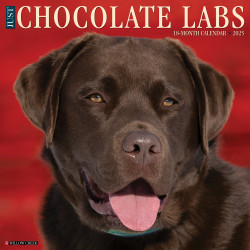 2025 Willow Creek Press Monthly Wall Calendar, 12" x 12", Chocolate Labs, January 2025 to December 2025, 42359