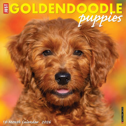 2026 Willow Creek Press Animals Monthly Wall Calendar, 12" x 12", Goldendoodle Puppies, January To December, 51306