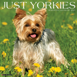 2025 Willow Creek Press Monthly Wall Calendar, 12" x 12", Yorkies, January 2025 to December 2025, 45558