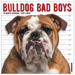 2026 Willow Creek Press Art & Design Monthly Wall Calendar, 12" x 12", Bulldog Bad Boys, January To December, 50415