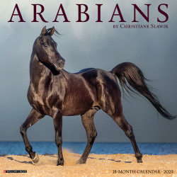 2025 Willow Creek Press Animals Wall Calendar, 12" x 12", Arabians, January To December, 41413