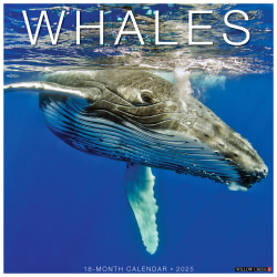 2025 Willow Creek Press Monthly Wall Calendar, 12" x 12", Whales, January 2025 to December 2025, 46654