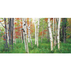 Biggies Wall Mural, 27" x 54", Aspen Grove