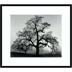 Amanti Art Oak Tree Sunset City California 1962 by Ansel Adams Wood Framed Wall Art Print, 31"W x 27"H, Black