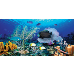 Biggies Wall Mural, 60" x 120", Ocean Reef