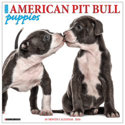 2026 Willow Creek Press Art & Design Monthly Wall Calendar, 12" x 12", American Pit Bull Terrier Puppies, January To December, 49839