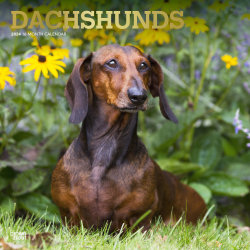 2024 Brown Trout Monthly Square Wall Calendar, 12" x 12", Dachshunds, January To December