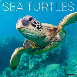 2026 Willow Creek Press Animals Monthly Wall Calendar, 12" x 12", Sea Turtles, January To December, 55540