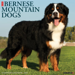 2026 Willow Creek Press Art & Design Monthly Wall Calendar, 12" x 12", Bernese Mountain Dogs, January To December, 50187