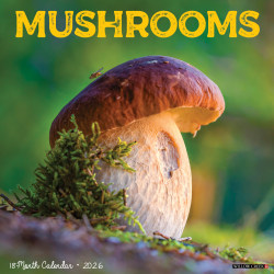 2026 Willow Creek Press Art & Design Monthly Wall Calendar, 12" x 12", Mushrooms, January To December, 52068